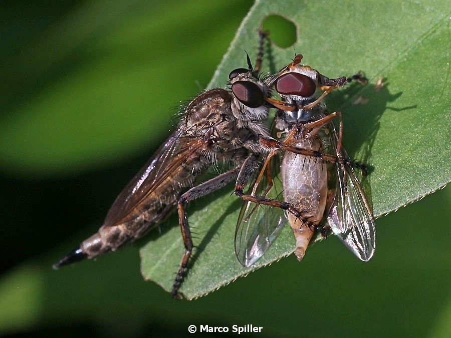 Femmina gruppo Machimus/Tolmerus (Asilidae) preda sirfide